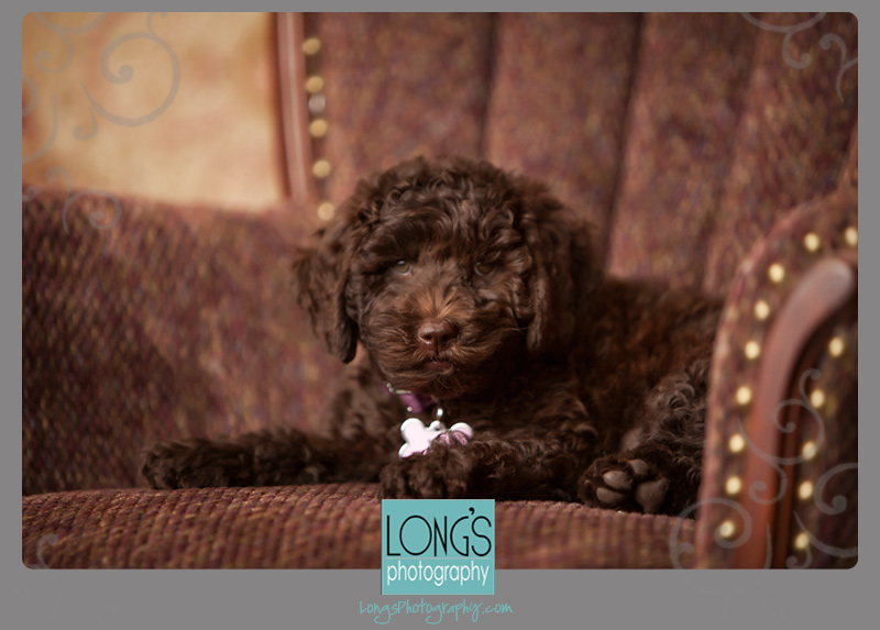 Maggie {Tallahassee pet photography}