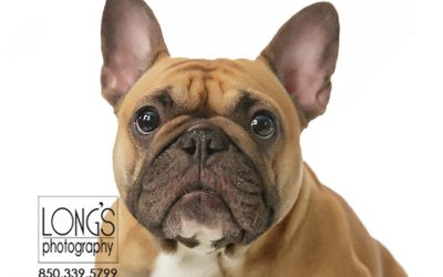 Forever French Bulldogs